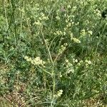 Galium glaucum Flower