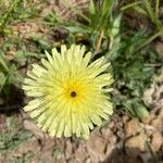 Urospermum dalechampii Flower