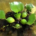 Pontederia crassipes Лист