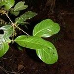 Quiina macrophylla Frunză