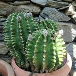 Echinopsis oxygonaList