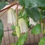 Crinodendron patagua Flor
