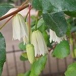 Crinodendron patagua Kvet