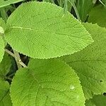 Viburnum glomeratum