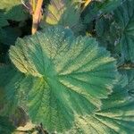 Geum coccineumLeaf