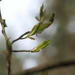 Magnolia salicifolia Blatt