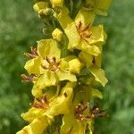 Verbascum nigrum Flower