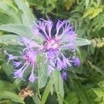 Centaurea montanaBlüte