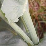 Papaver somniferum Schors