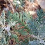 Euryops pectinatus Folio