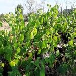 Vitis vulpina عادت داشتن