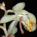Pyrola picta Flower