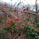 Euonymus atropurpureus Froito