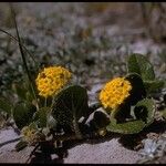 Abronia latifolia Habit