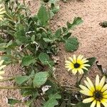 Calendula tripterocarpa Hoja