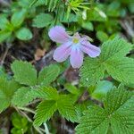 Phlox adsurgens Kukka