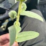 Nonea vesicaria Hoja