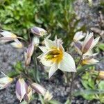 Tulipa turkestanica Flor