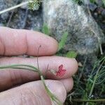 Lathyrus sphaericus Flor