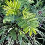 Senna marilandica Leaf