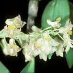 Pinalia xanthocheila Fleur