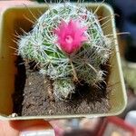 Mammillaria hahnianaFlower