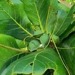 Terminalia catappa 叶