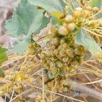 Cuscuta campestris Hedelmä