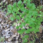 Adiantum jordanii Habitus