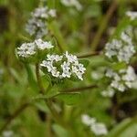 Valeriana locusta Flor