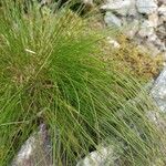 Festuca heterophylla Blatt