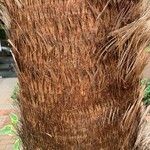 Washingtonia filifera 樹皮