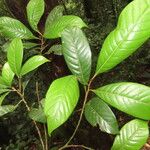 Pouteria austin-smithii Hoja
