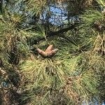 Pinus radiata Frugt