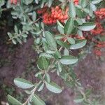 Pyracantha koidzumii Blatt