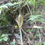 Gastrodia similis Fruit