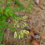 Lomatium triternatum Flower