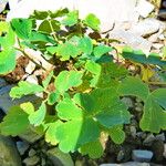 Aquilegia flabellata Blad