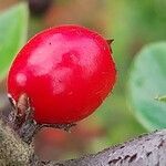 Cotoneaster simonsii Frugt