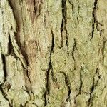 Crataegus crus-galli Bark