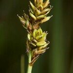 Carex heleonastes Fruchs