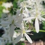 Clematis flammulaFlower