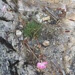 Dianthus sylvestris Tervik taim