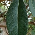 Rhododendron arizelum Leaf