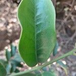 Tambourissa parvifolia Leaf