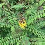 Caesalpinia decapetala Frunză