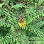 Caesalpinia decapetala Leaf