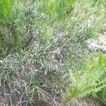 Genista aspalathoides Облик