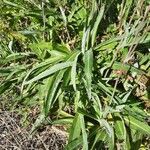 Sonchus maritimus Hostoa