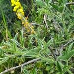 Crotalaria deflersii Leaf